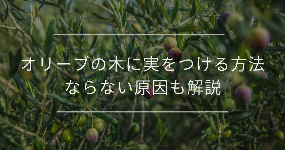 オリーブの木に実をつける方法｜ならない原因も解説