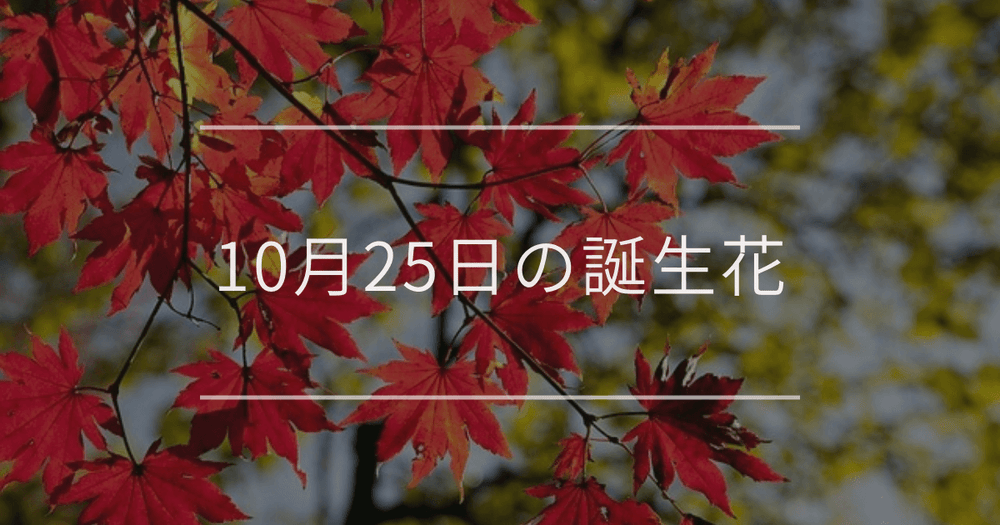 10月25日の誕生花：カエデ・ミセバヤの花言葉など