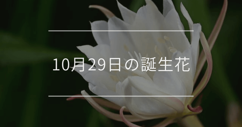 10月29日の誕生花：ゲッカビジン(月下美人)・ストレプトカーパスの花言葉など