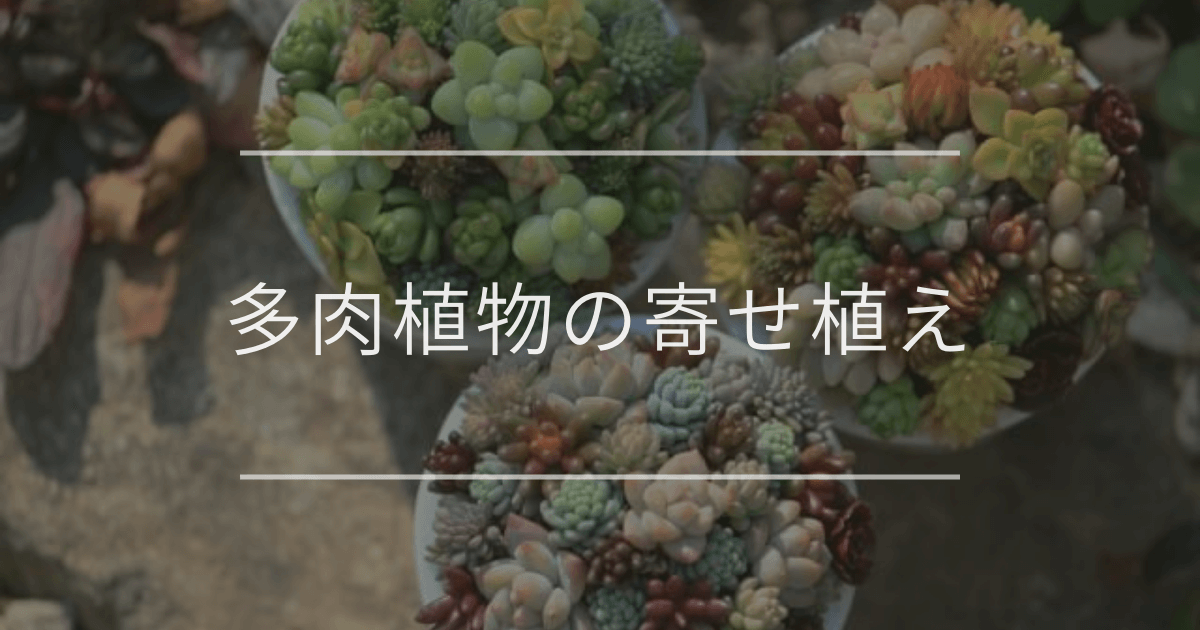 多肉植物の寄せ植え