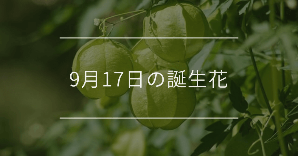 9月17日の誕生花：フウセンカズラ・白いエリカの花言葉など