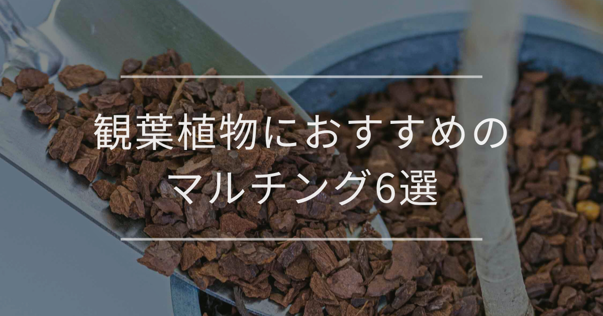 観葉植物におすすめのマルチング6選