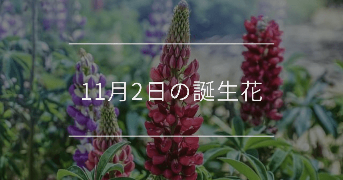 11月2日の誕生花：ルピナス・ユリオプスデージーの花言葉など | 観葉 ...