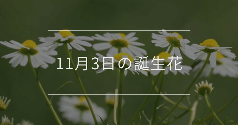 11月3日の誕生花：カモミール・黄色いキクの花言葉など