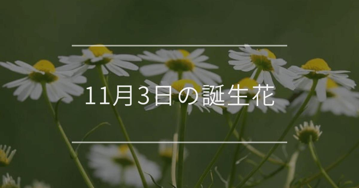 11月3日の誕生花