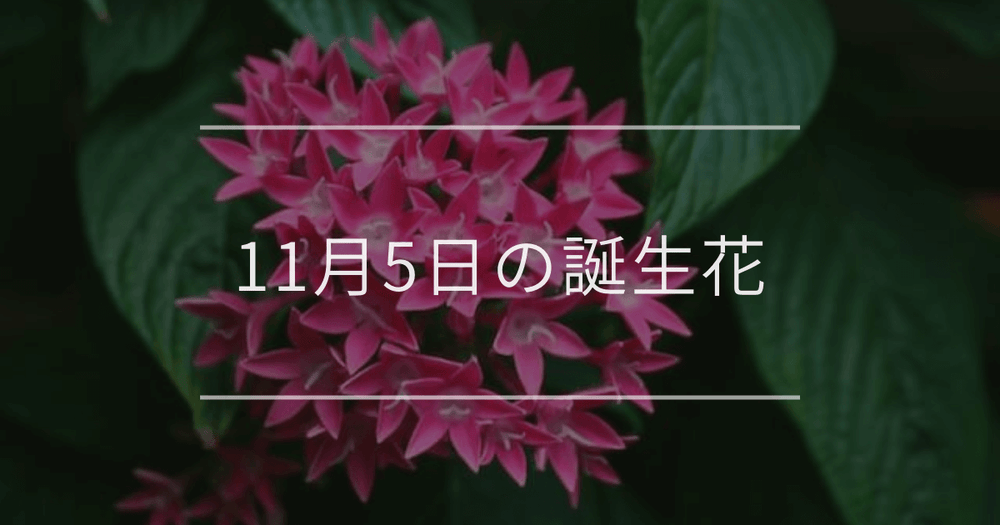 11月5日の誕生花：ペンタス・マツバボタンの花言葉など
