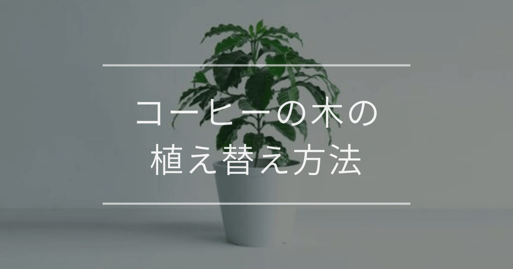 【完全版】コーヒーの木の植え替え方法｜失敗しない時期・土選び・手順