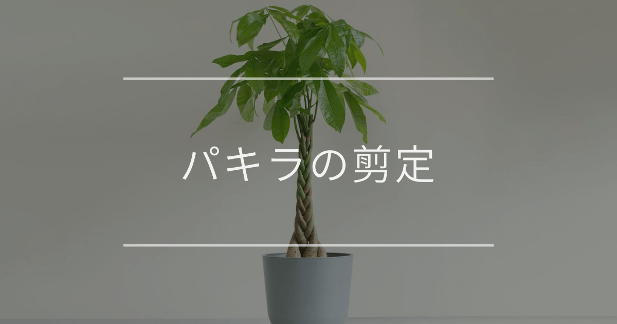 パキラの剪定方法|理由や切る時期について | 観葉植物・お花の通販 AND PLANTS (アンドプランツ)
