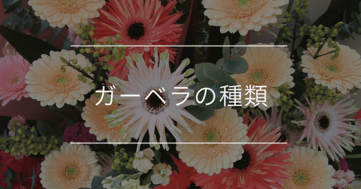 ガーベラの種類｜色や咲き方の違い、主な品種やおすすめのプレゼントも紹介 | 観葉植物・お花の通販 AND PLANTS (アンドプランツ)