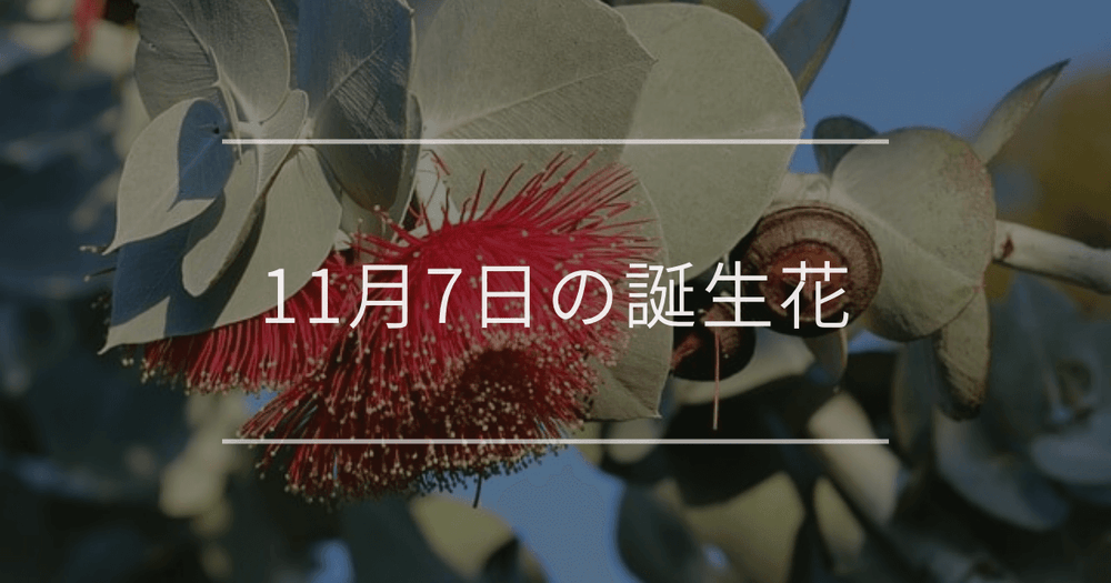 11月7日の誕生花：ユーカリ・シンビジウムの花言葉など