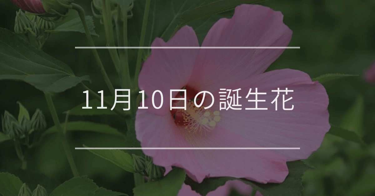 11月10日の誕生花