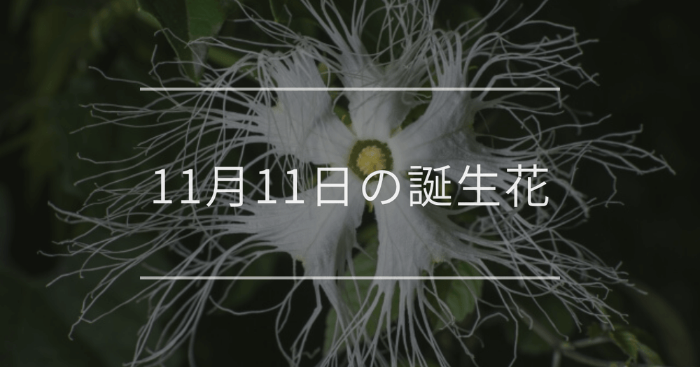 11月11日の誕生花：カラスウリ・白いツバキの花言葉など
