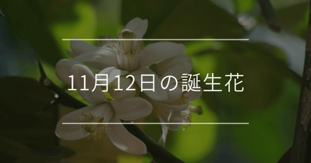 11月12日の誕生花：レモン・ベゴニアの花言葉など