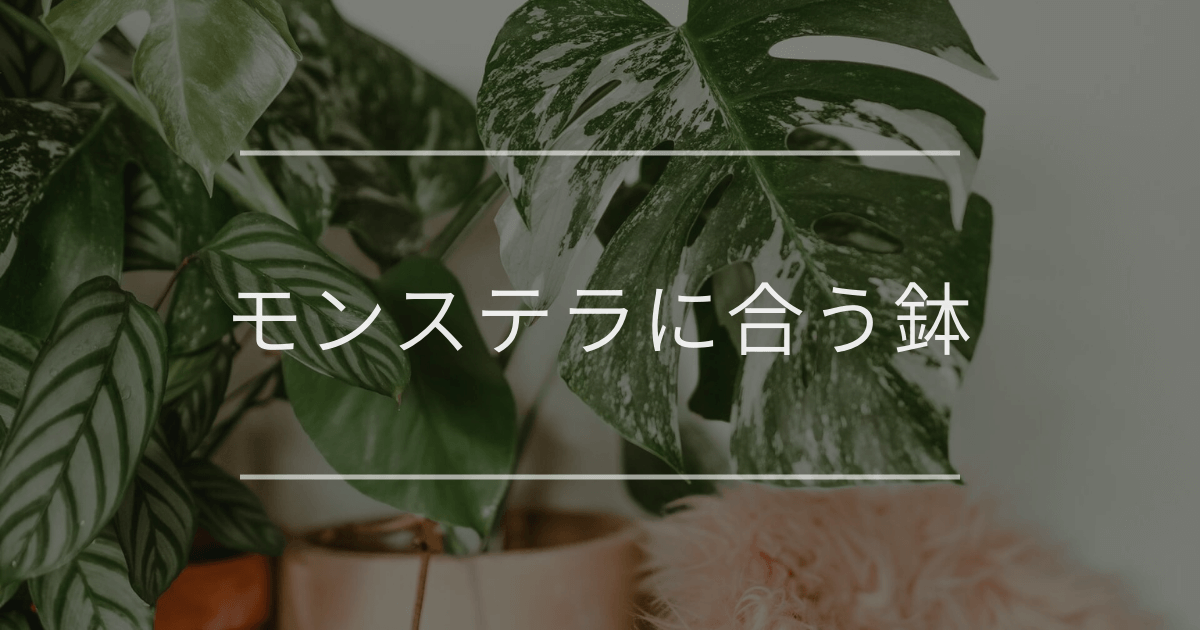 モンステラに合うおすすめの鉢|選び方や植え替え方法について | 観葉 モンステラに合うおすすめの鉢|選び方や植え替え方法について | 観葉