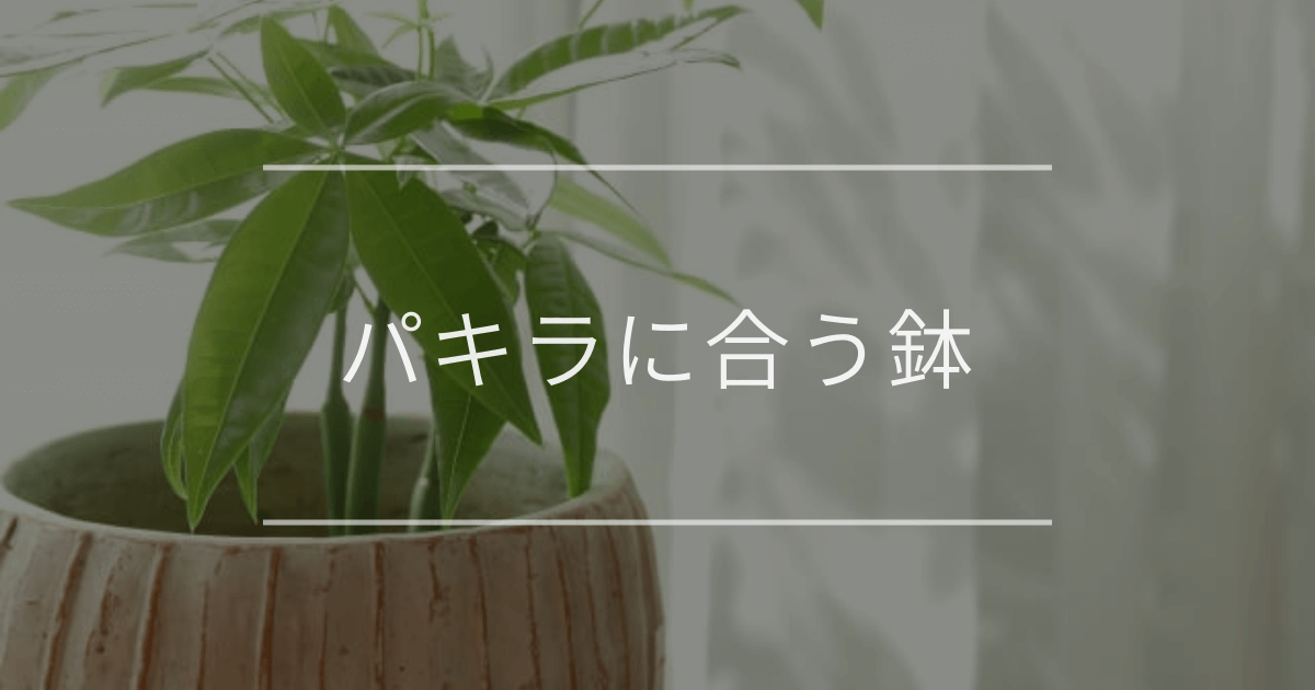 栽培用鉢!植木鉢の下から水を入れれます! パキラに合う鉢| 栽培用鉢!植木鉢の下から水を入れれます! パキラに合う鉢|
