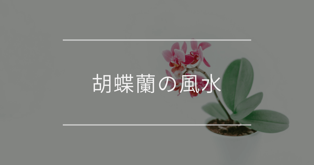 胡蝶蘭の風水｜花色や置き場所別の効果について