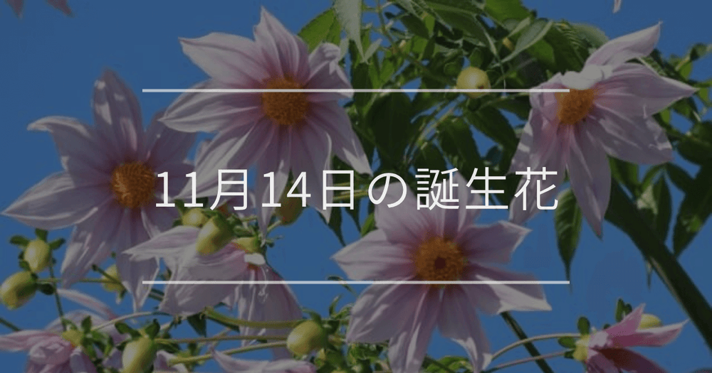 11月14日の誕生花：皇帝ダリア・アジアンタムの花言葉など