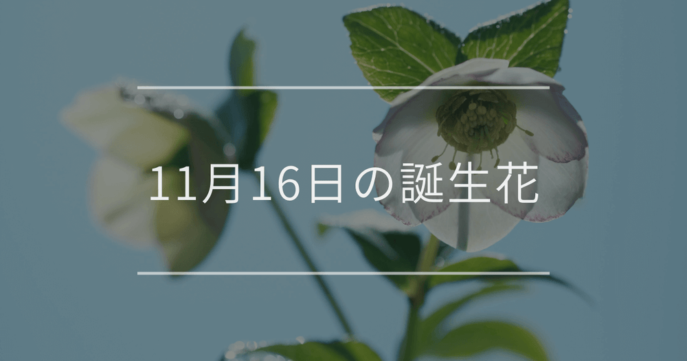 11月16日の誕生花：クリスマスローズ・赤いサザンカの花言葉など