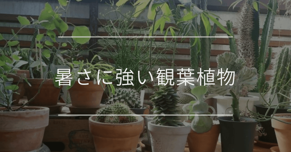 暑さに強い観葉植物｜特徴や種類について