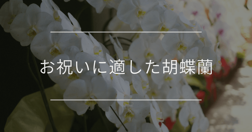 お祝いに適した胡蝶蘭｜人気の理由・マナー・相場