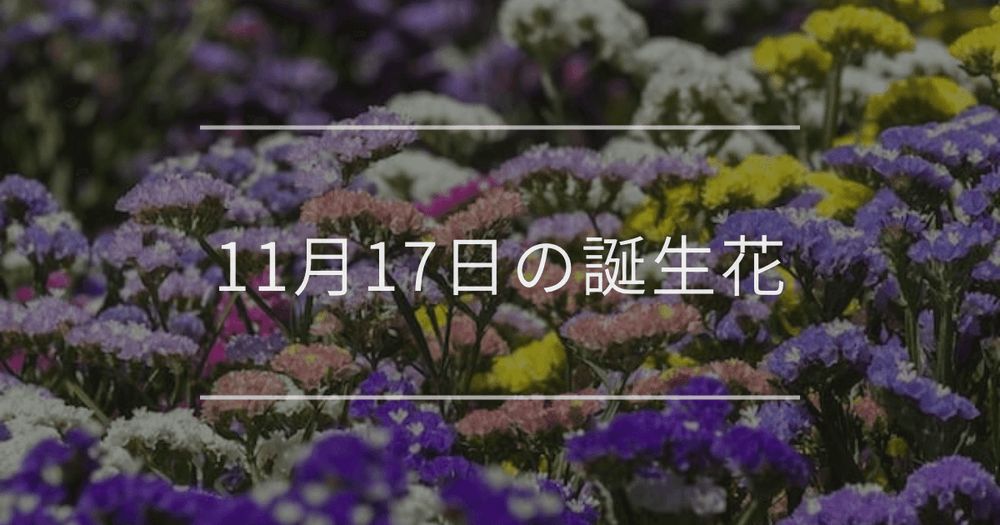 11月17日の誕生花：スターチス・ネリネの花言葉など