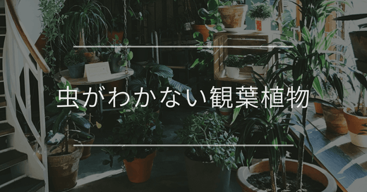 虫がわかない観葉植物5選｜特徴やおすすめを紹介