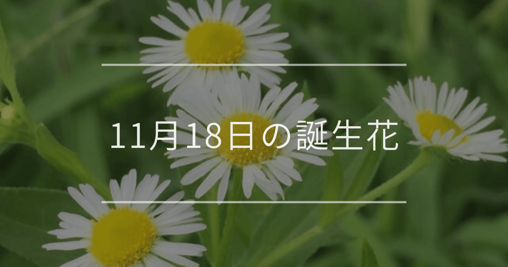 11月18日の誕生花：ヒメジョオン・ナナカマドの花言葉など