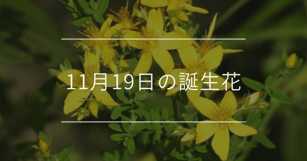 11月19日の誕生花：オトギリソウ・ワレモコウの花言葉など