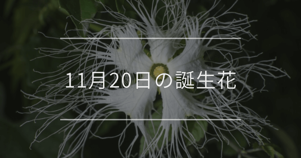 11月20日の誕生花：カラスウリ・ツワブキの花言葉など