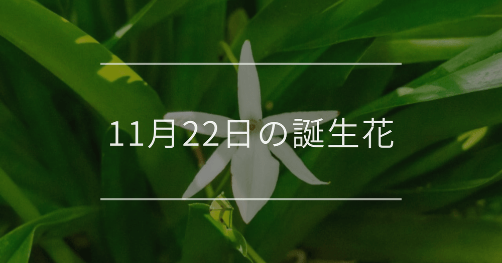 11月22日の誕生花：アングレカム・アロエの花言葉など
