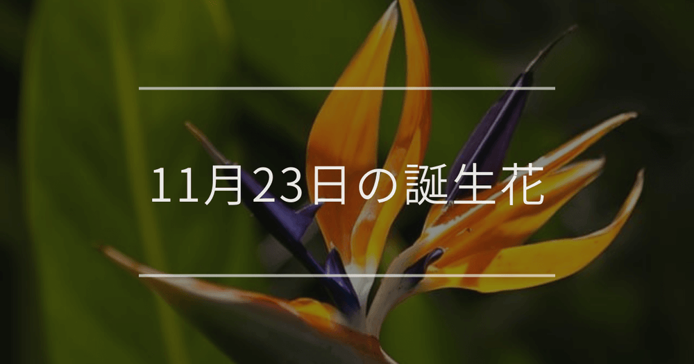 11月23日の誕生花：ストレリチア・ピラカンサの花言葉など
