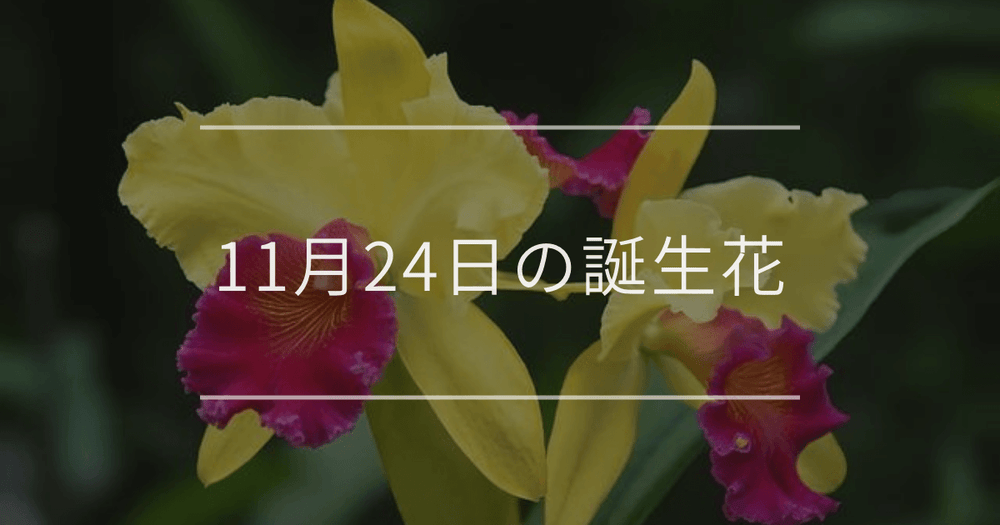 11月24日の誕生花：カトレア・セントポーレアの花言葉など