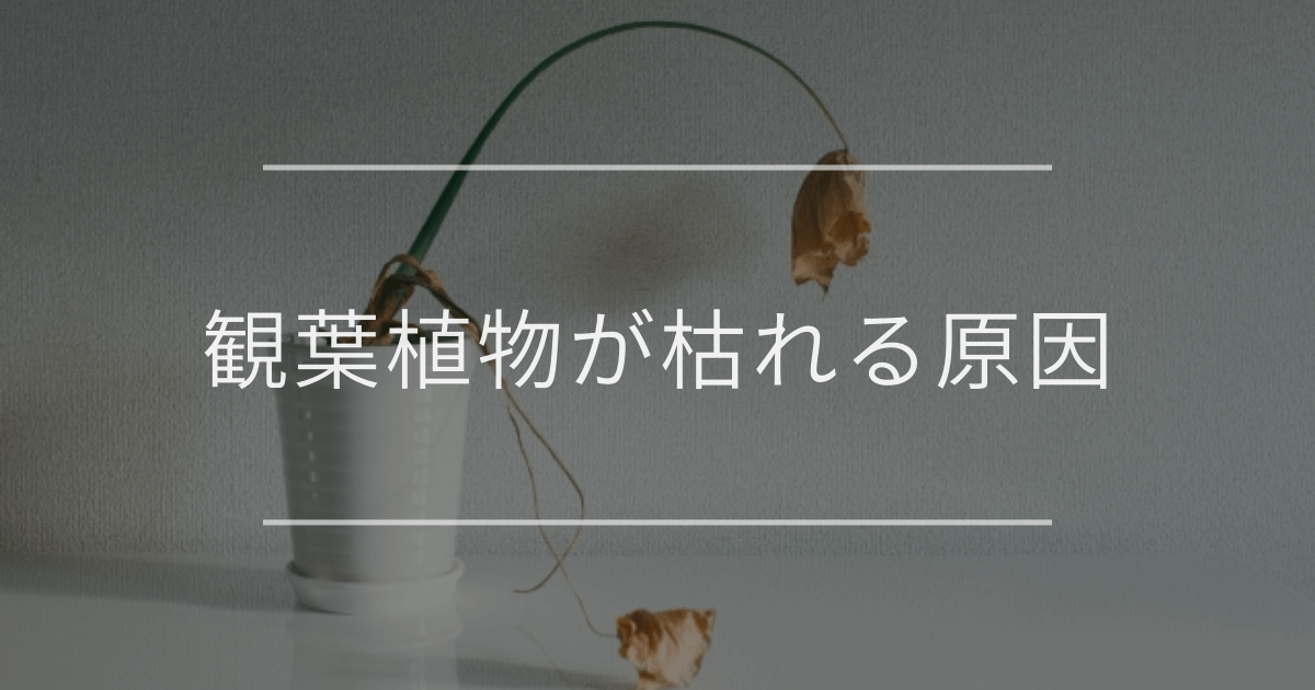 観葉植物が枯れる原因