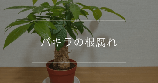 パキラの根腐れ｜見分け方や復活方法について
