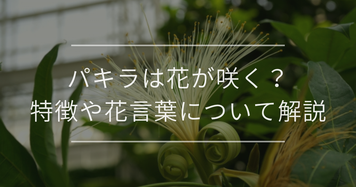 パキラ