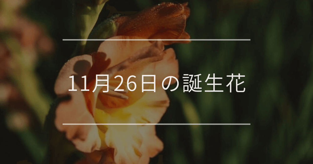 11月26日の誕生花：グラジオラス・ホタルブクロの花言葉など