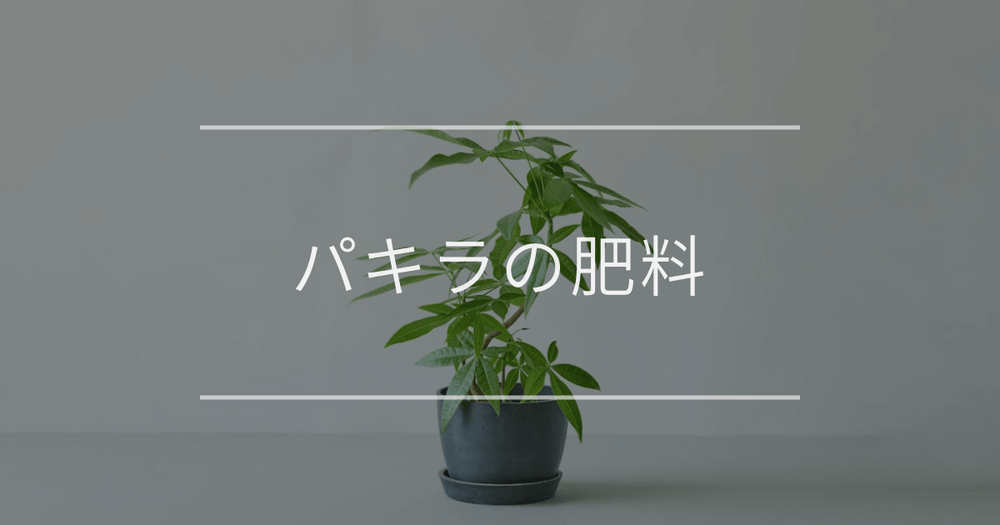 パキラの肥料｜与え方や注意点について