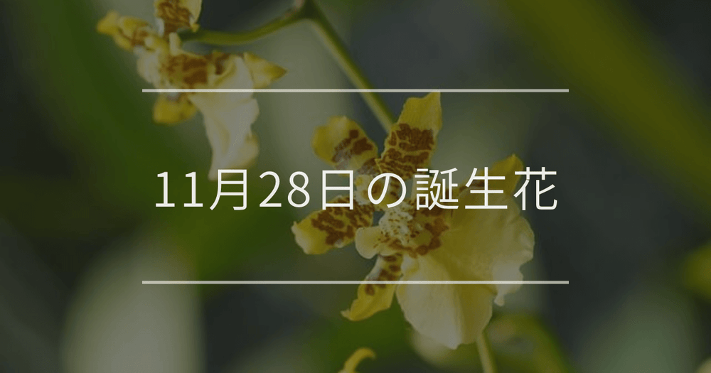 11月28日の誕生花：オンシジウム・アスター(エゾギク)の花言葉など