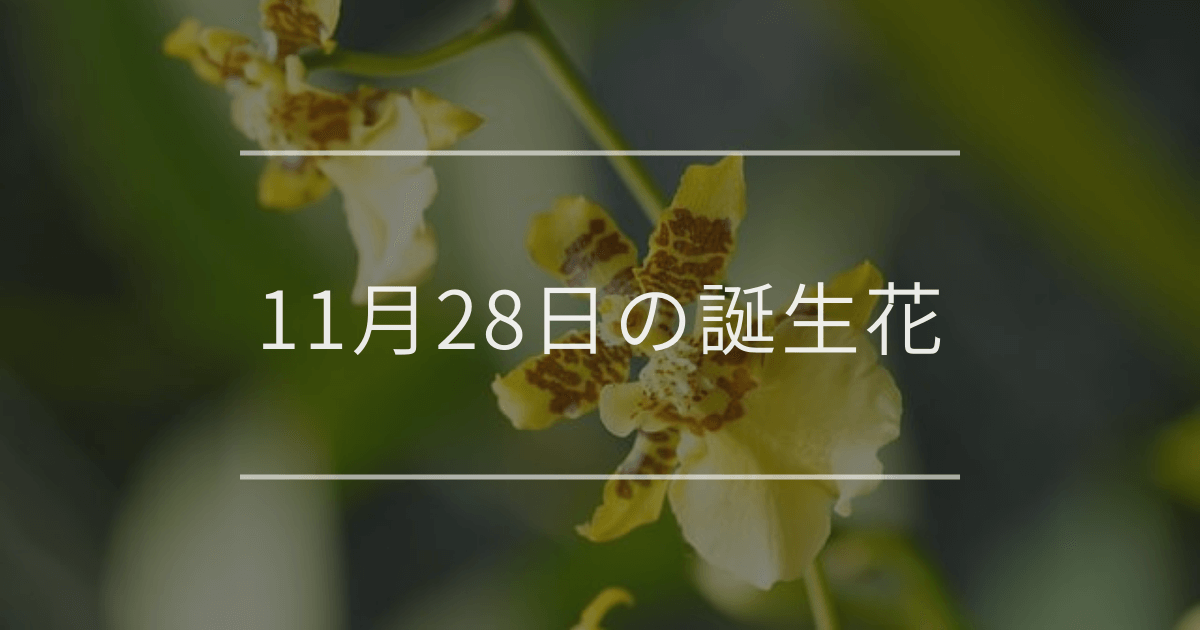 11月28日の誕生花
