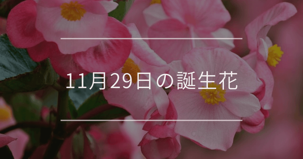 11月29日の誕生花：ベゴニア・ホトトギスの花言葉など