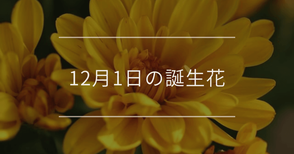 12月1日の誕生花：キクの花言葉など