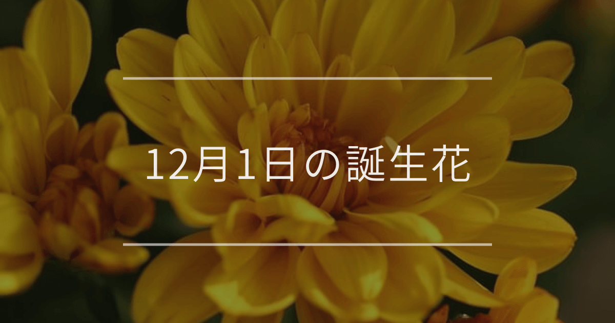 12月1日の誕生花