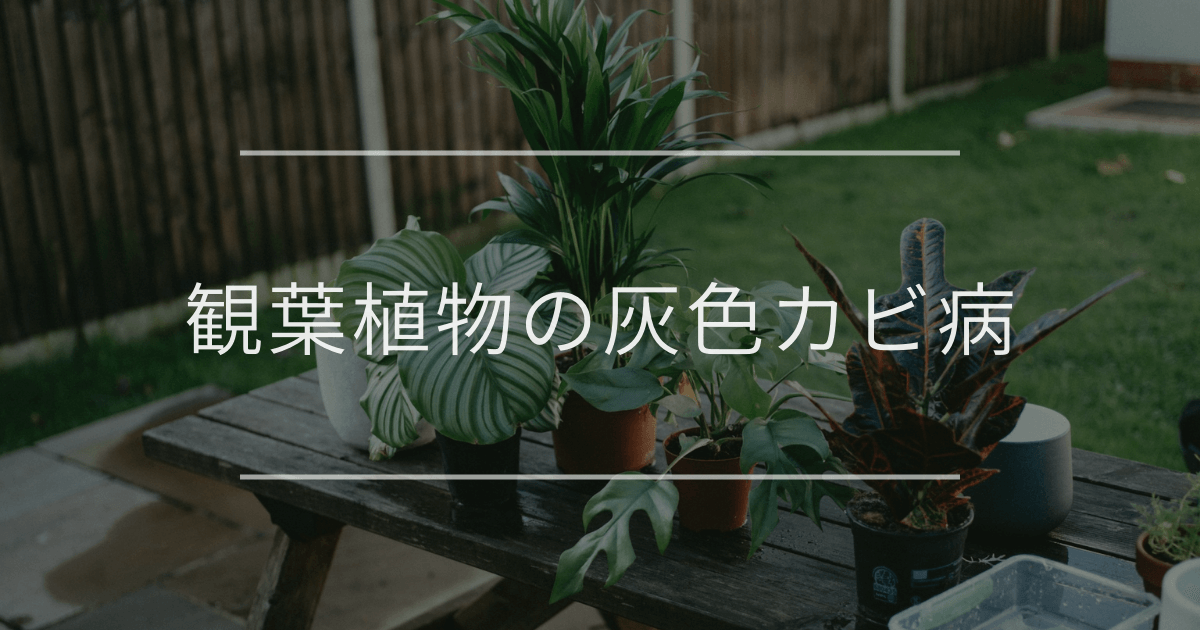 観葉植物の灰色カビ病