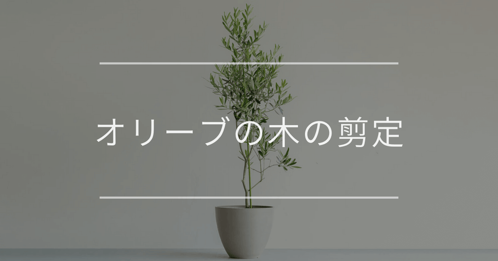 オリーブの木の剪定方法｜理由や切る時期について