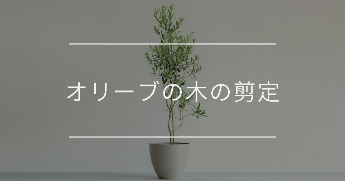 オリーブの木の剪定