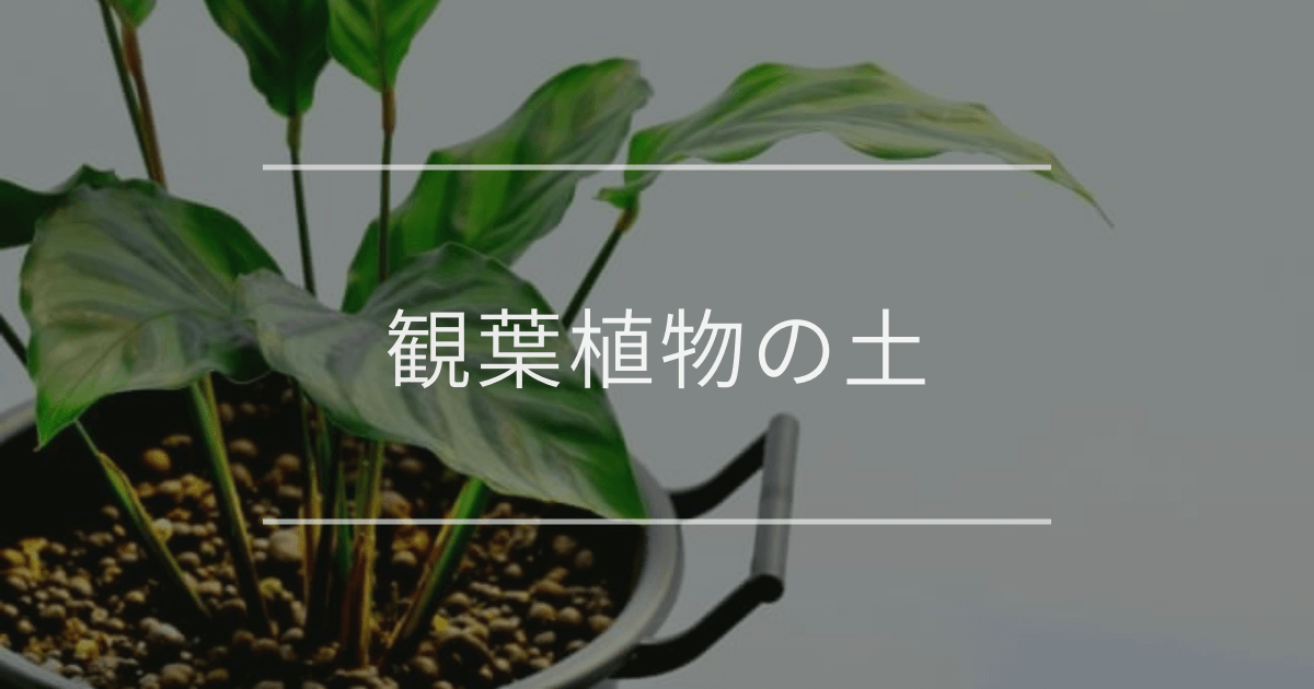 観葉植物の土