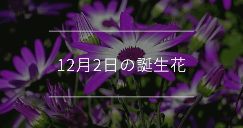 12月2日の誕生花：シネラリア・ヘリコニアの花言葉など
