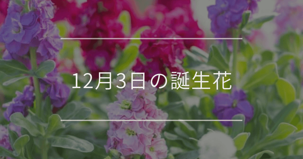12月3日の誕生花：ストック・バラの花言葉など