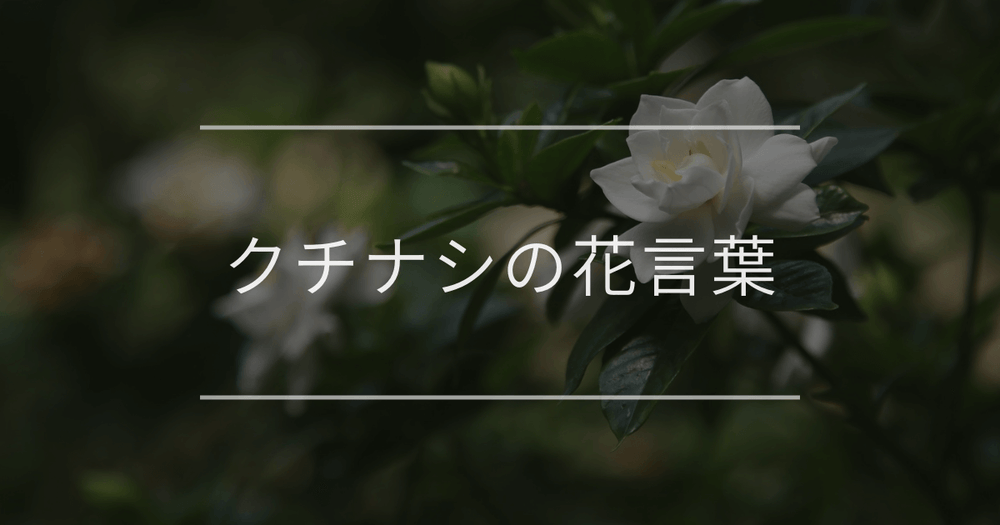 クチナシの花言葉｜由来や特徴、おすすめのプレゼント