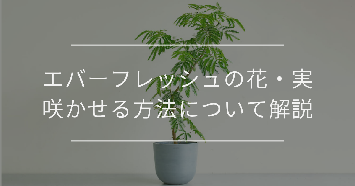 エバーフレッシュ
